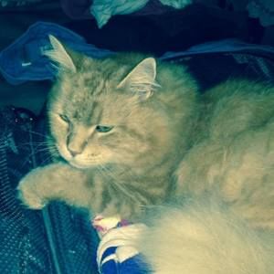 Meet your Posher, Connie